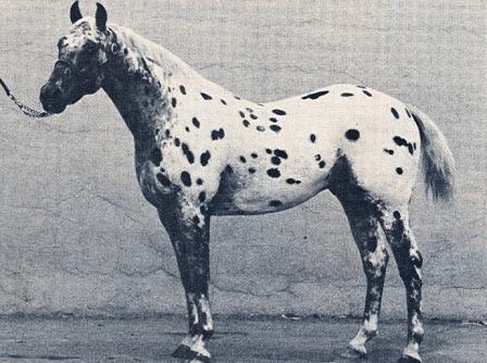 Californias State Champion Three year Old Running Colt in 1969. He was also the High Point Halter Stallion and High Point Costume Horse for the Calizona Appaloosa Horse Club. He had also won several driving classes and at the Cow Palace he won the $1000 Appaloosa Costume Stake Class.