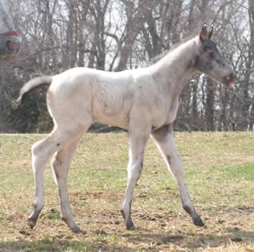 Ulrich's Diamante - Diamante is a double bred daughter of Ulrich Many Coups, so this colt is a triple bred grandson! 