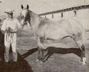 At the high point in her career, she Callico Babe (reg spelling) was Champion Appaloosa race mare, defeating, among notable others, Joker B, and Apache at the 1954 Appaloosa Nationals. She is the dam of Leading Race Sire, Chicaro.