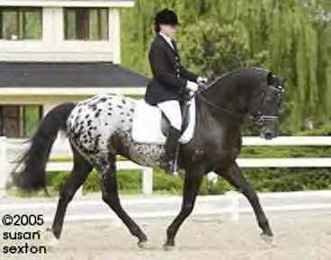 Champion in dressage. Buck Shott was the Leading Appaloosa Sire on the USEF 2006 Leading Dressage Sires List and the only Appaloosa sire on the USEF 2006 Leading Dressage Breeding List. Humanely euthanized on August 8, 2007 after a short battle with EVH-1 (neurologic). Earned 92 ACAAP points in dressage in his short time in the dressage ring.