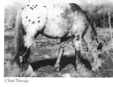 Chief Navajo`s pedigree is unknown.Those closest to him, such as Eunice Grewell and Laura Boggio Brest, totally discount Palmer Wagner`s hypothesis that he was a son of Painter III.